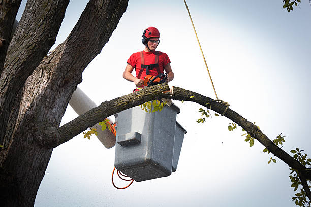 Best Tree Removal  in East Richmond Heights, CA