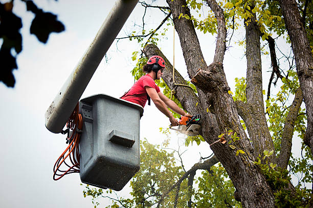 Best Seasonal Cleanup (Spring/Fall)  in East Richmond Heights, CA